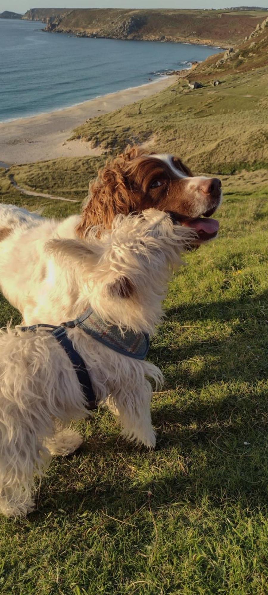 Samphire Helston